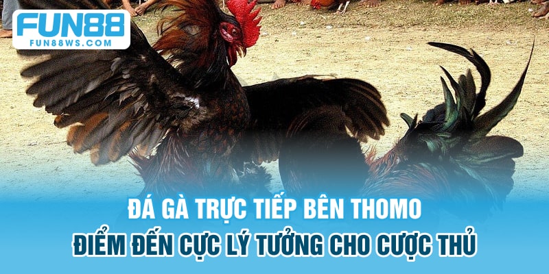 đá gà trực tiếp bên thomo