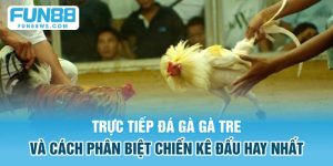 trực tiếp đá gà tre